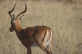 Impala from a different point of view 